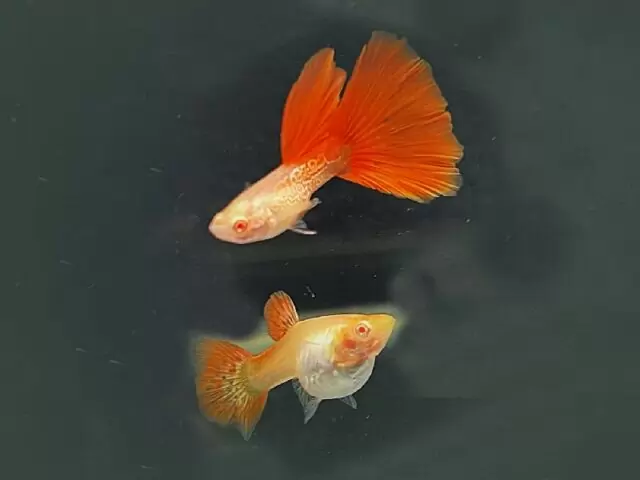 1Paar Guppy Albino Filigran Rot / Poecilia reticulata