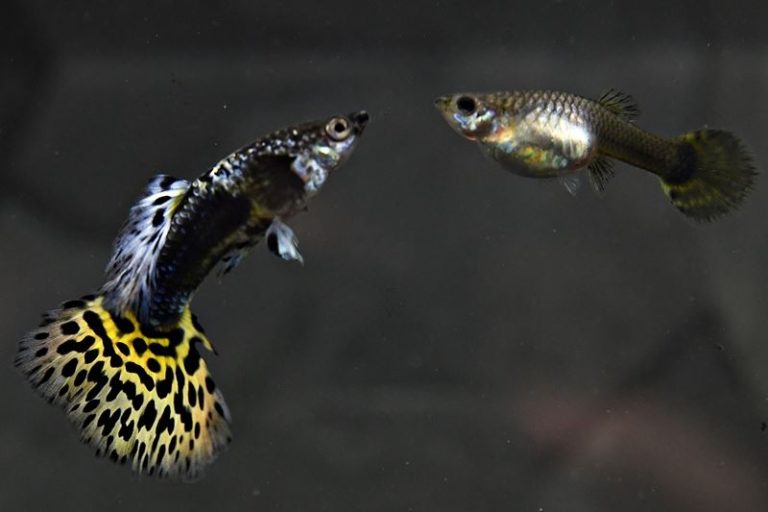 1paar Guppy Leopard Gelb Poecilia Reticulata