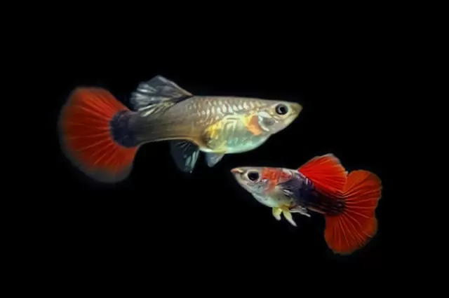 Red Rose / Poecilia reticulat