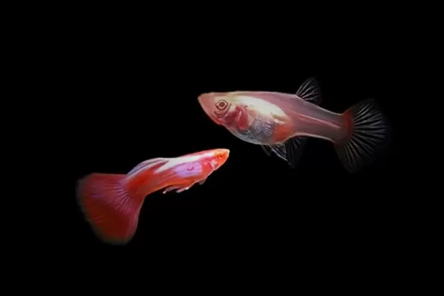 1Paar Albino Pink / Poecilia reticulata