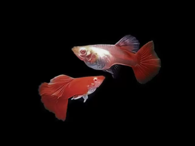Albino Tuxedo Voll Rot