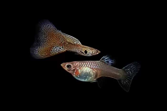 Filigran Gelb / Poecilia reticulata