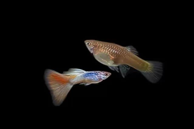 Mikarif Gelb / Poecilia reticulata