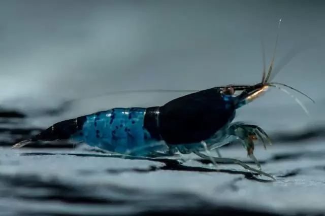 Neocaridina Blue Dream
