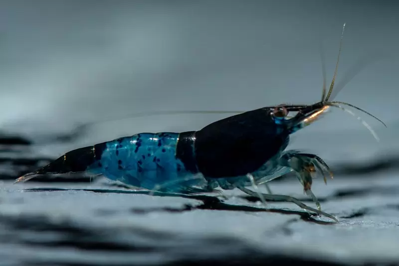 Neocaridina Blue Dream