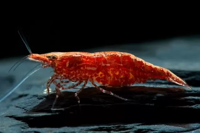 Neocaridina Red Cherry