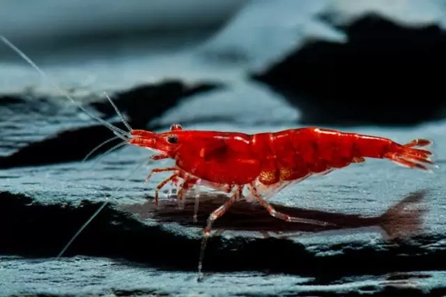 Neocaridina sp. Red Sakura