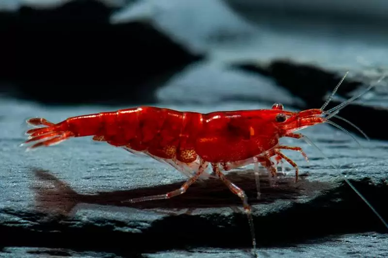 Neocaridina sp. Red Sakura