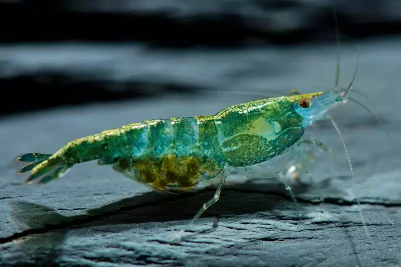 Neocaridina Green Smaragd