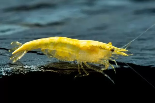Neocaridina Yellow