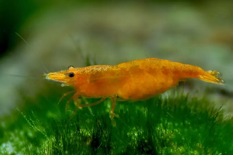 Neocaridina Orange