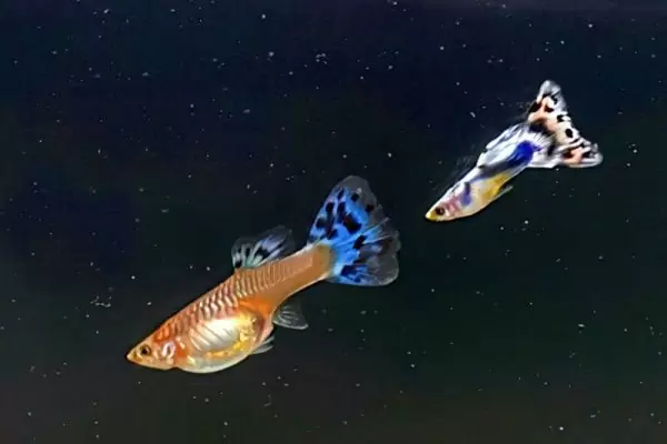 Saddelbeck Blue Mosaik / Poecilia reticulata