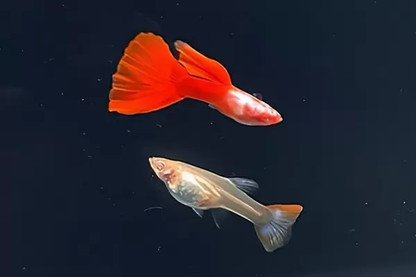 Albino Silverado Red Tail / Poecilia reticulata