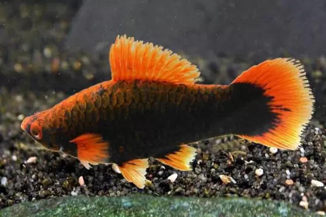 Alpha Schwertträger / Xiphophorus helleri Weibchen