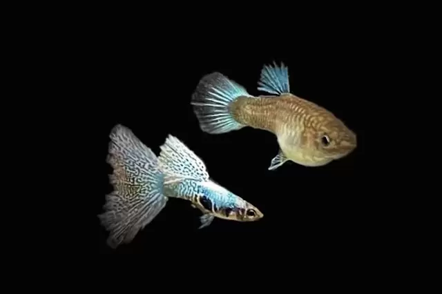 1Paar Guppy Galaxy Weiß Purple / Poecilia reticulata