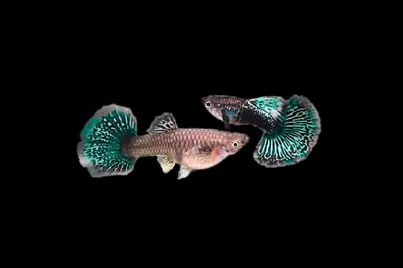 1Paar Guppy Green Dragon / Poecilia reticulata