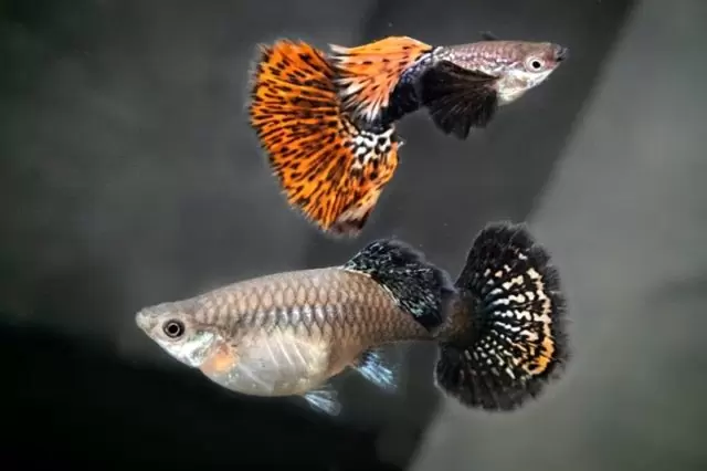 1Paar Guppy Red Dragon / Poecilia reticulata