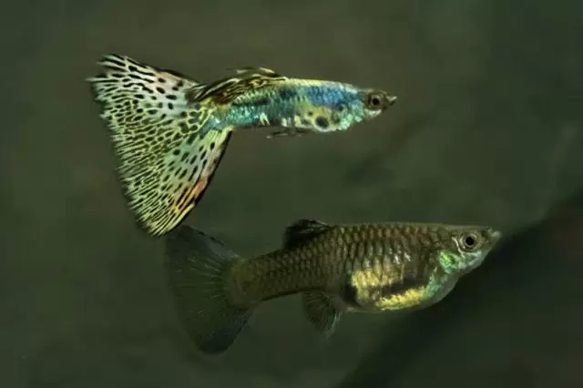 Paar Guppy Yello King