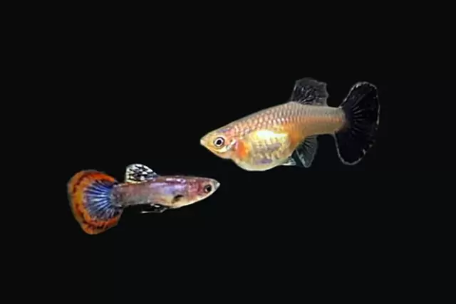 1Paar Guppy Magenta / Poecilia reticulata