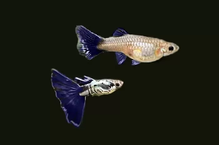 1Paar Guppy Metallic Galaxy Blau / Poecilia reticulata