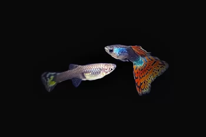 1Paar Guppy Moskau Nelke / Poecilia reticulata