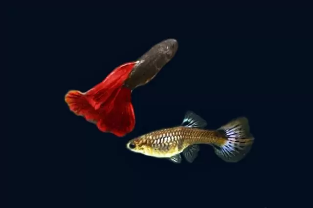1Paar Guppy Moskau Rot / Poecilia reticulata
