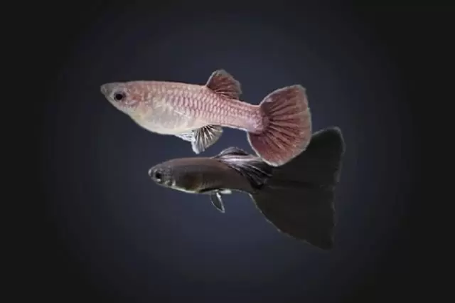 Guppy Moskau Schwarz