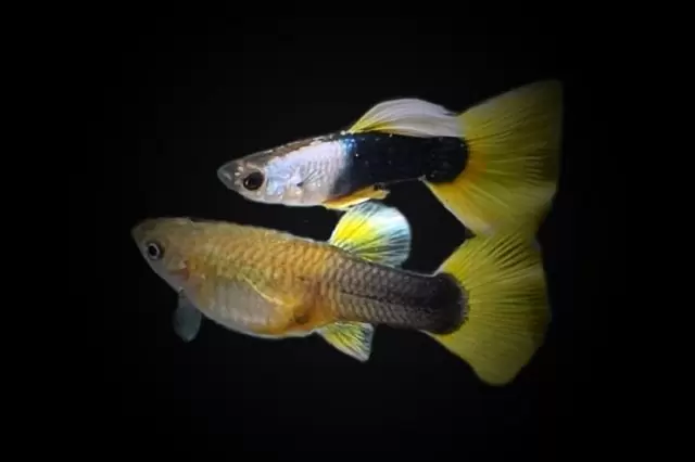 1Paar Guppy Silverado Yellow-tuxedo / Poecilia reticulata