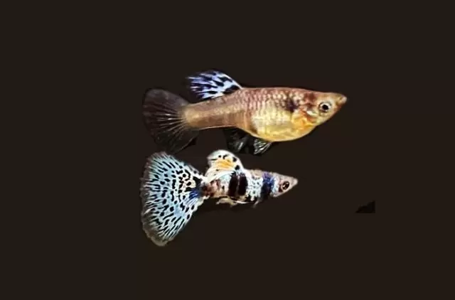 1Paar Guppy Tiger Blau / Poecilia reticulata