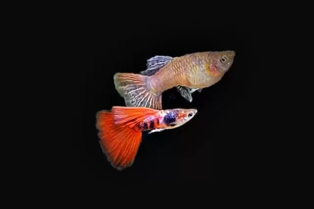 1Paar Guppy Tiger Red / Poecilia reticulata