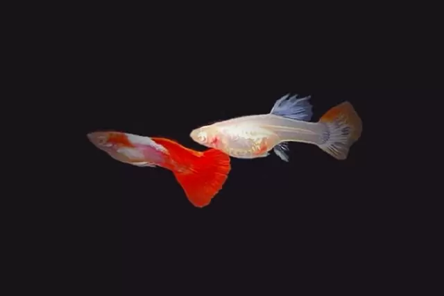 1Paar Guppy Tuxedo Weiß Ear / Poecilia reticulata