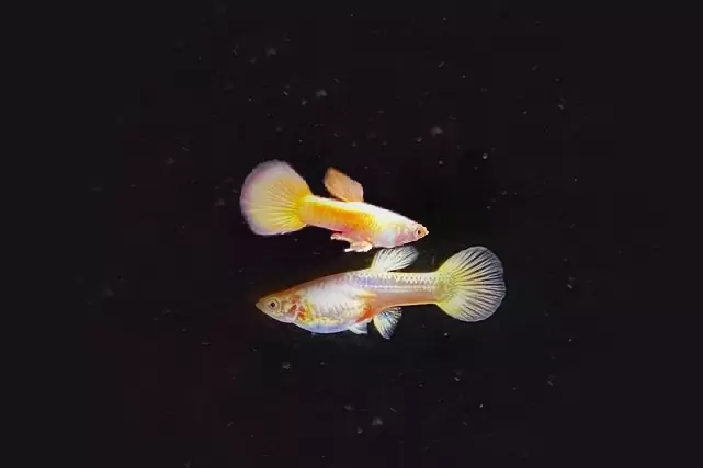 1Paar Guppy Vollgold / Poecilia reticulata